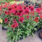 Echinacea purpurová (Echinacea purpurea) ‘BRIGHT ROSE’ - kont. C2L